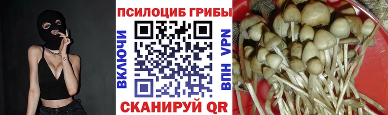 Псилоцибиновые грибы Psilocybe Купить где Балабаново